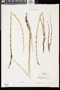 Equisetum fluviatile image