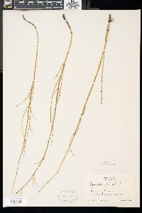 Equisetum fluviatile image