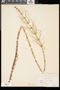 Equisetum fluviatile image