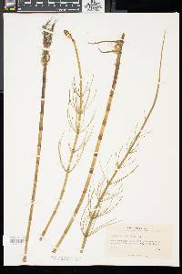 Equisetum fluviatile image