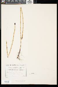 Equisetum fluviatile image