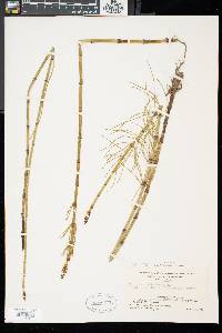 Equisetum fluviatile image