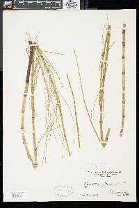 Equisetum fluviatile image