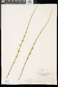 Equisetum fluviatile image