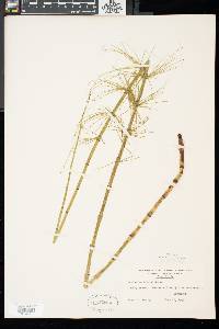 Equisetum fluviatile image