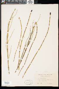 Equisetum fluviatile image