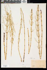 Equisetum fluviatile image