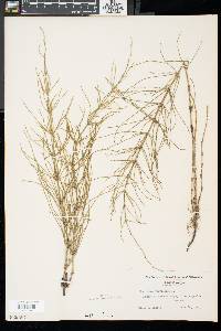 Equisetum fluviatile image