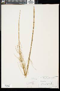 Equisetum fluviatile image