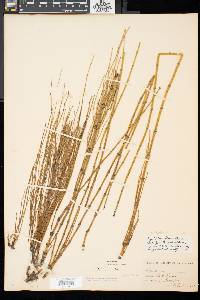 Equisetum fluviatile image