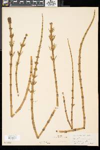 Equisetum fluviatile image