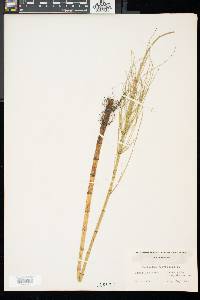 Equisetum fluviatile image