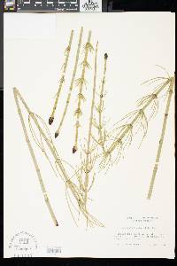 Equisetum fluviatile image