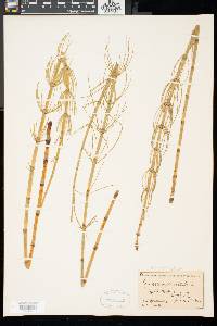 Equisetum fluviatile image