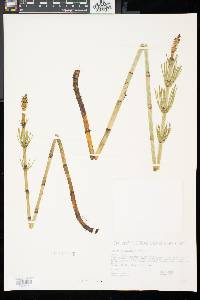 Equisetum fluviatile image