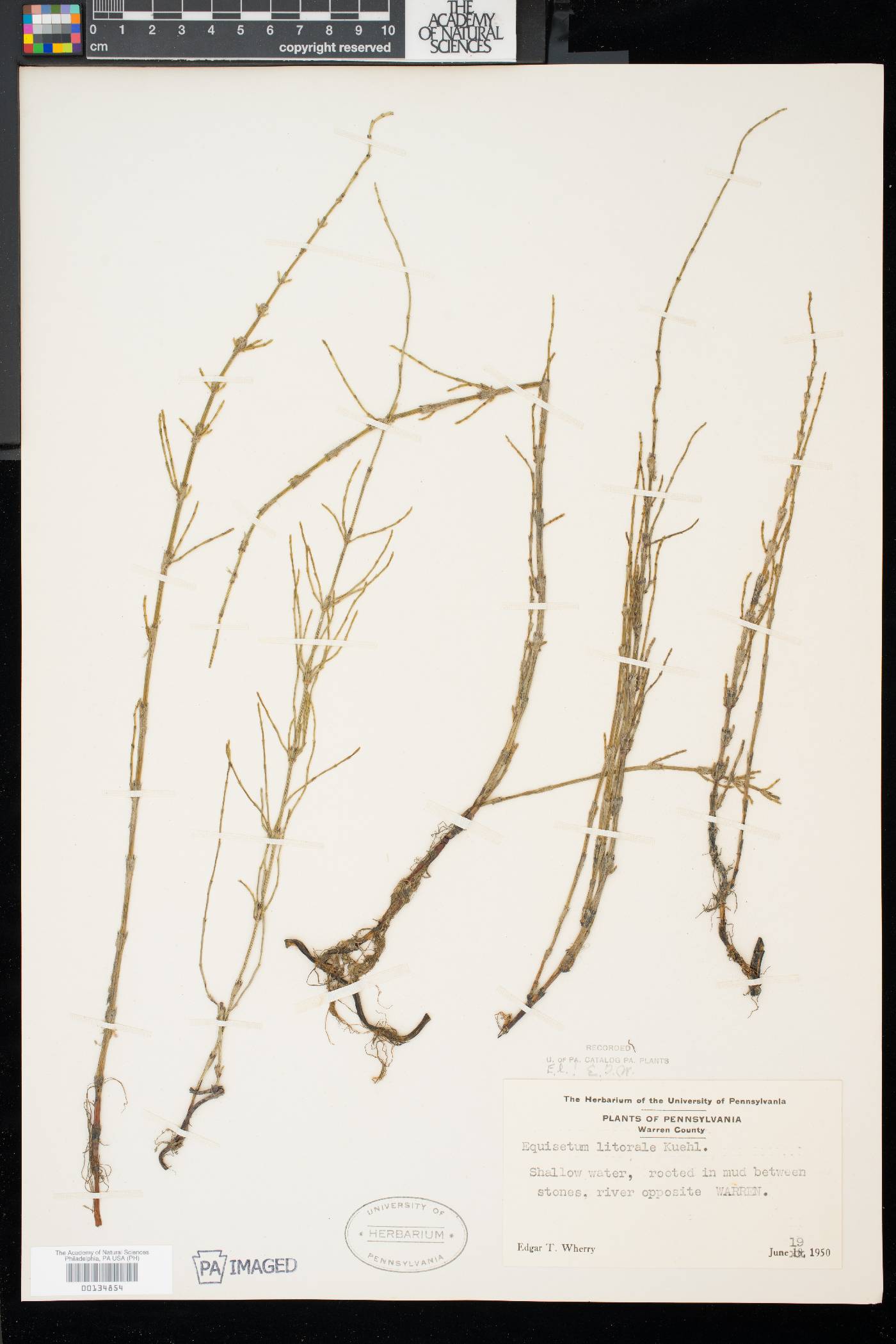 Equisetum × litorale image
