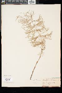 Equisetum sylvaticum image