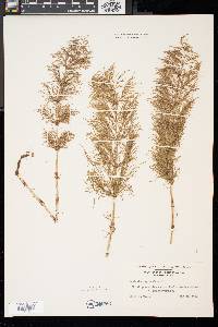 Equisetum sylvaticum image