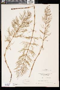 Equisetum sylvaticum image