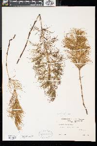 Equisetum sylvaticum image