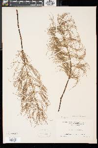 Equisetum sylvaticum image