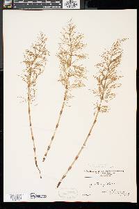 Equisetum sylvaticum image