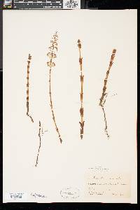 Equisetum sylvaticum image