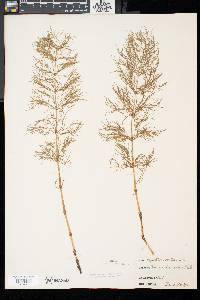 Equisetum sylvaticum image