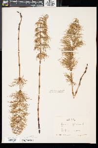 Equisetum sylvaticum image