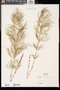 Equisetum sylvaticum image