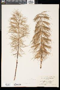 Equisetum sylvaticum image