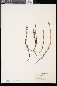 Equisetum sylvaticum image