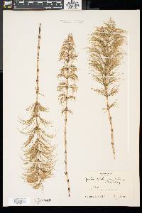 Equisetum sylvaticum image