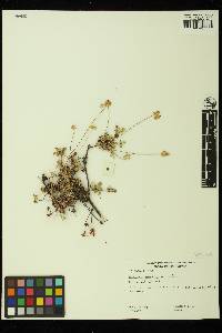 Eriogonum marifolium var. marifolium image