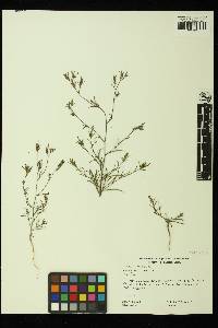 Cordylanthus tenuis image