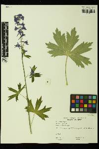 Delphinium glaucum image