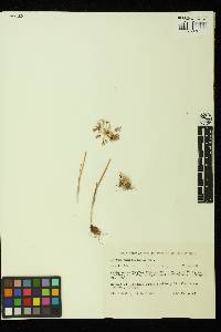 Allium campanulatum image