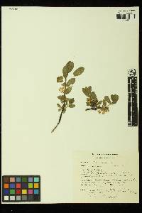 Lonicera caerulea var. cauriana image