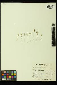 Collomia tinctoria image