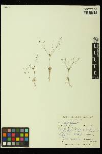 Eriogonum spergulinum image