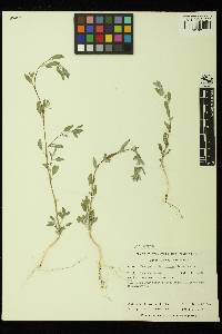 Chenopodium hians image