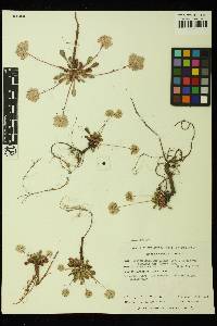 Calyptridium monospermum image