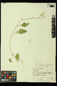 Raphanus raphanistrum subsp. sativus image