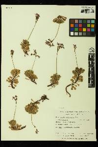 Primula suffrutescens image