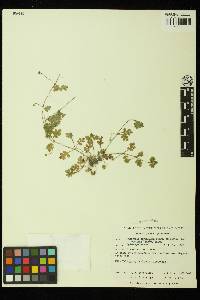 Nemophila parviflora image