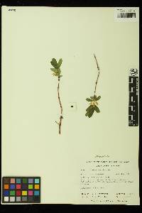 Lonicera caerulea var. cauriana image