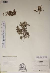 Euphorbia fendleri image