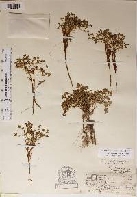 Euphorbia fendleri image