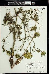 Daucus carota var. sativus image