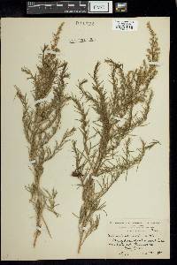 Artemisia aromatica image